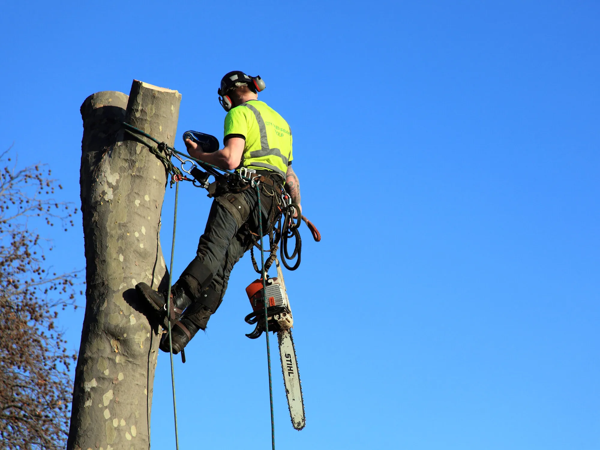 Tree Surgery - Professional Electrician Service